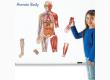 Magnetic Human Body