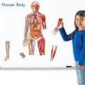 Cuerpo Humano Magnético