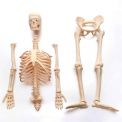 Kit de Anatomía 56 cm.