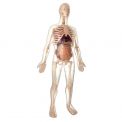 Kit de Anatomía 56 cm.