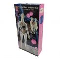 Kit de Anatomía 56 cm.