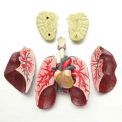 Kit de Anatomía 56 cm.
