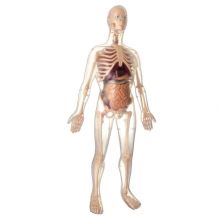 Foto principal Kit de Anatomía 56 cm.